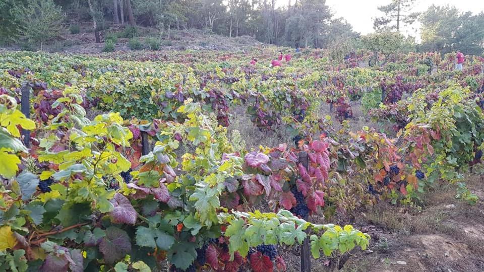 Casa Do Poco - Douro Hotel Peso da Regua Ngoại thất bức ảnh